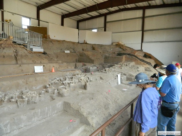 Bones of bison, camels, mammoths, and other animals preserved in the formerly swampy mud