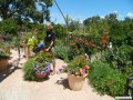 Marilyn admiring the flowers