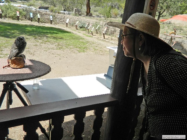 Sue observing an owl