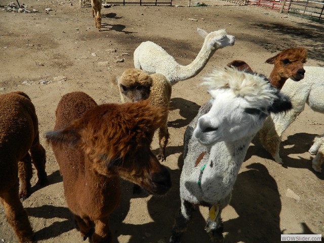 Alpacas and lamas