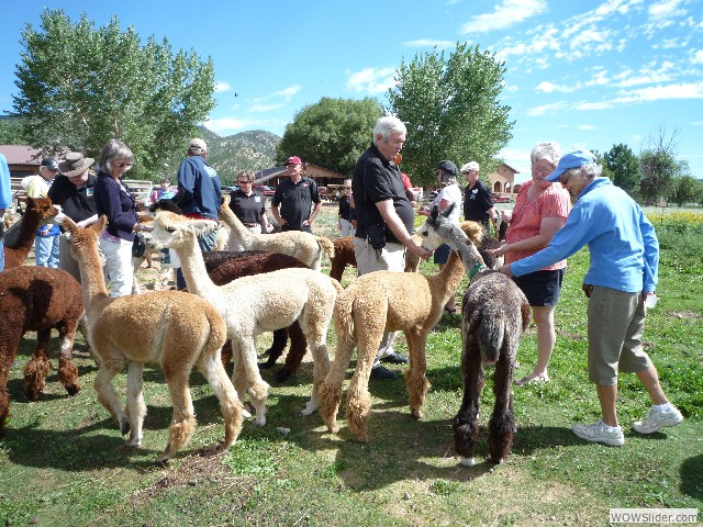 Alpacas and lamas can be distinguished by the shape of their ears.