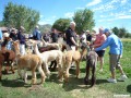 Alpacas and lamas can be distinguished by the shape of their ears.